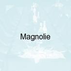 Magnolie, Legnica