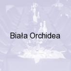 Bia�a Orchidea, Zielona G�ra