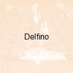 Delfino, Zielona G�ra