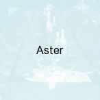 Aster, Wierzbica