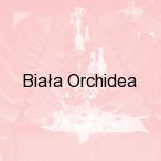 Bia�a Orchidea, Warszawa
