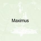 Maximus, Piece